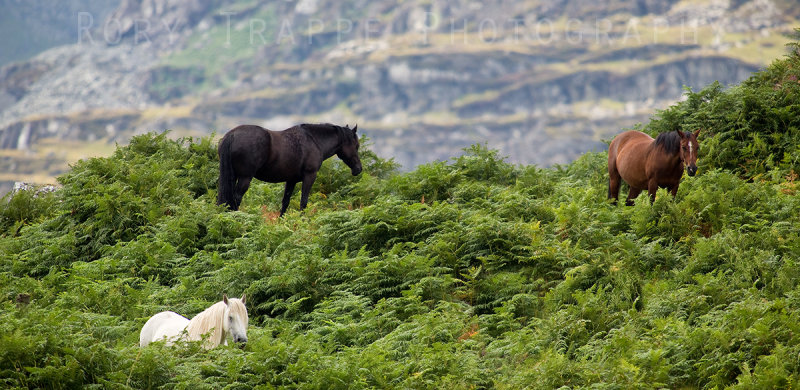 horses.jpg