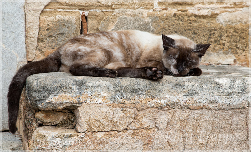camo cat-small.jpg
