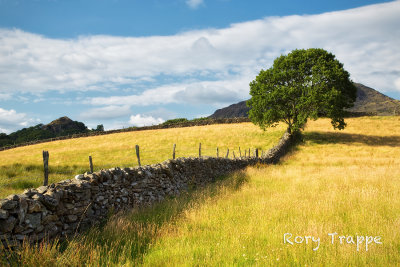 Tree at Dafydd Bryn Rhyg's farm