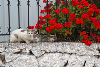 cats on wall.jpg