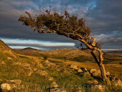 Wind swept tree at the foot of Manod Mawr