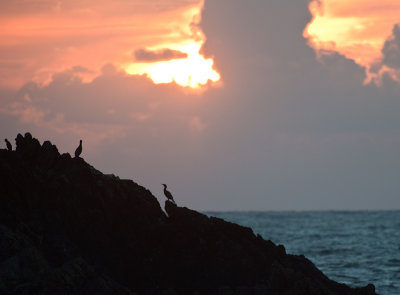 Cormorants just off Ynys Llanddwyn