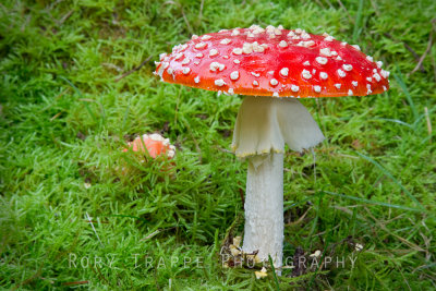 red fungus-fb.jpg