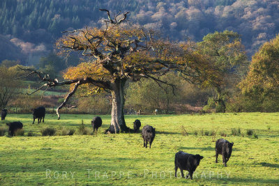 The old oak tree at Maentwrog