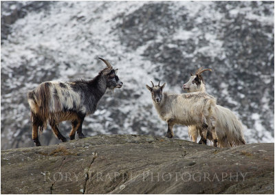 Wild mountain goats at Cwm Idwal