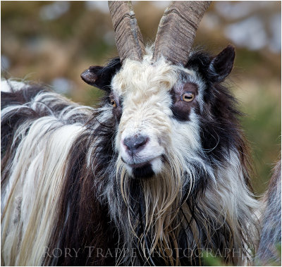 Welsh mountain goat