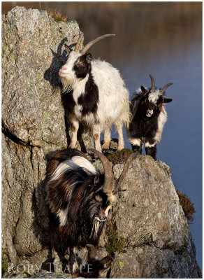 goats on a peak-web.jpg