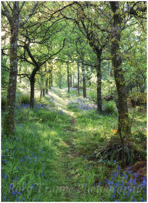 Path through the woods - Maentwrog
