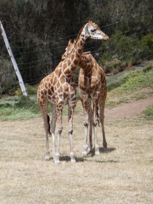 Werribee - safari tour 5