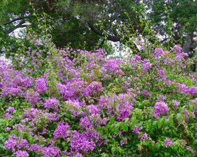 Huntington Botanical Gardens