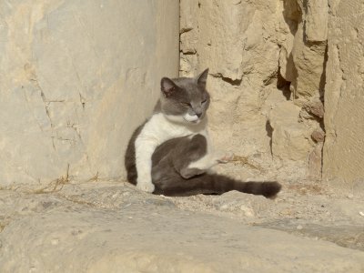 Acropolis Cat