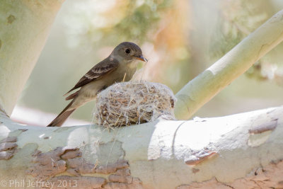 Western Wood-Pewee building nest