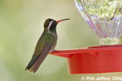 White-eared Hummingbird