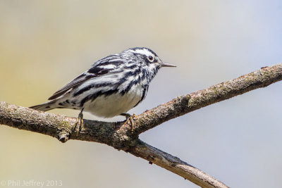 Black-and-white Warbler