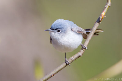 Blue-gray Gnatcatcher