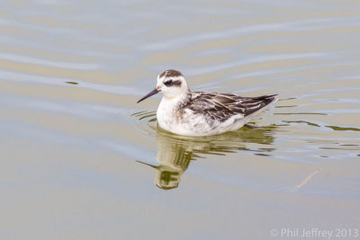 Red-necked Phalarope juvenile