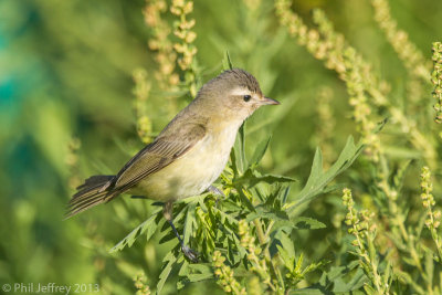 Warbling Vireo