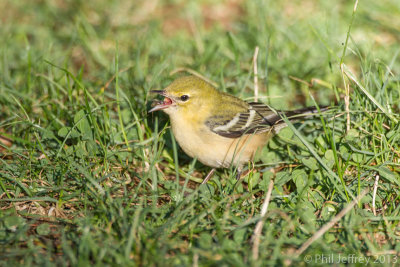 Bay-breasted Warbler