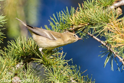 Pine Warbler