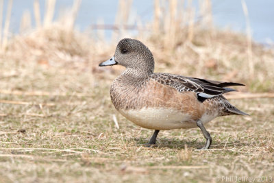 American Wigeon female