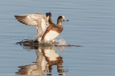 American Wigeon landing on water
