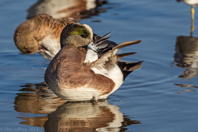 American Wigeon preening