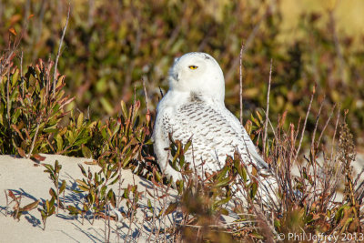 Snowy Owl (NJ)