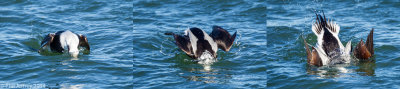 Long-tailed Duck diving sequence