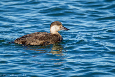 Black Scoter female