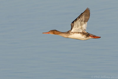 Red-breasted Merganser in flight