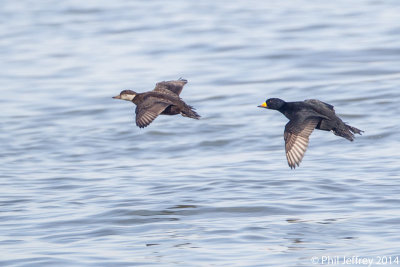 Black Scoters in flight