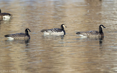 Barnacle Goose with Canada X Barnacle hybrids