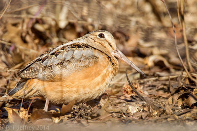 American Woodcock