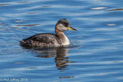 Red-necked Grebe