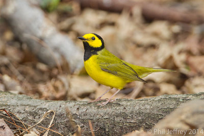 Hooded Warbler