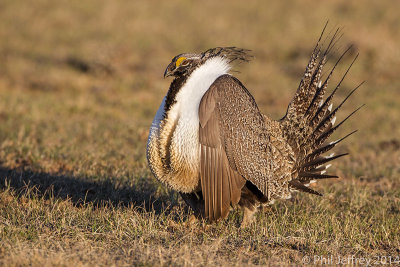 Greater Sage-Grouse