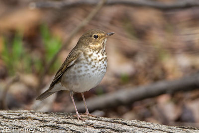 Swainson's Thrush
