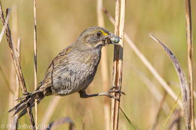 Seaside Sparrow with food