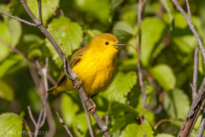 Yellow Warbler