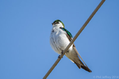 Violet-green Swallow