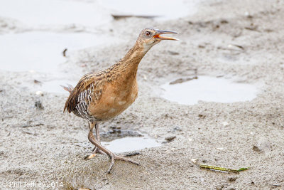 King Rail calling