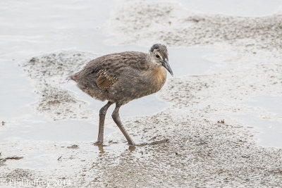 King Rail or KingxClapper Rail