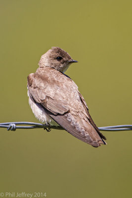 Northern-Rough-winged-Swallow-W5G5548.jpg