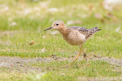 Buff-breasted Sandpiper juvenile