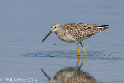 Stilt Sandpiper