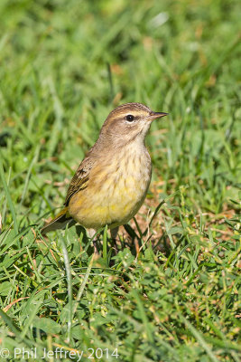 Palm Warbler (Western)