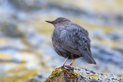 American Dipper