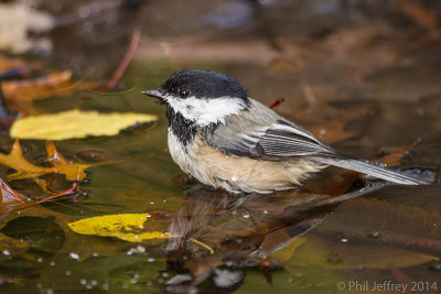 Black-capped Chickadee