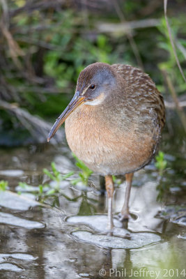 Clapper Rail