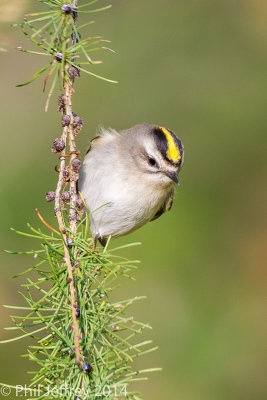 Kinglets and Nuthatches